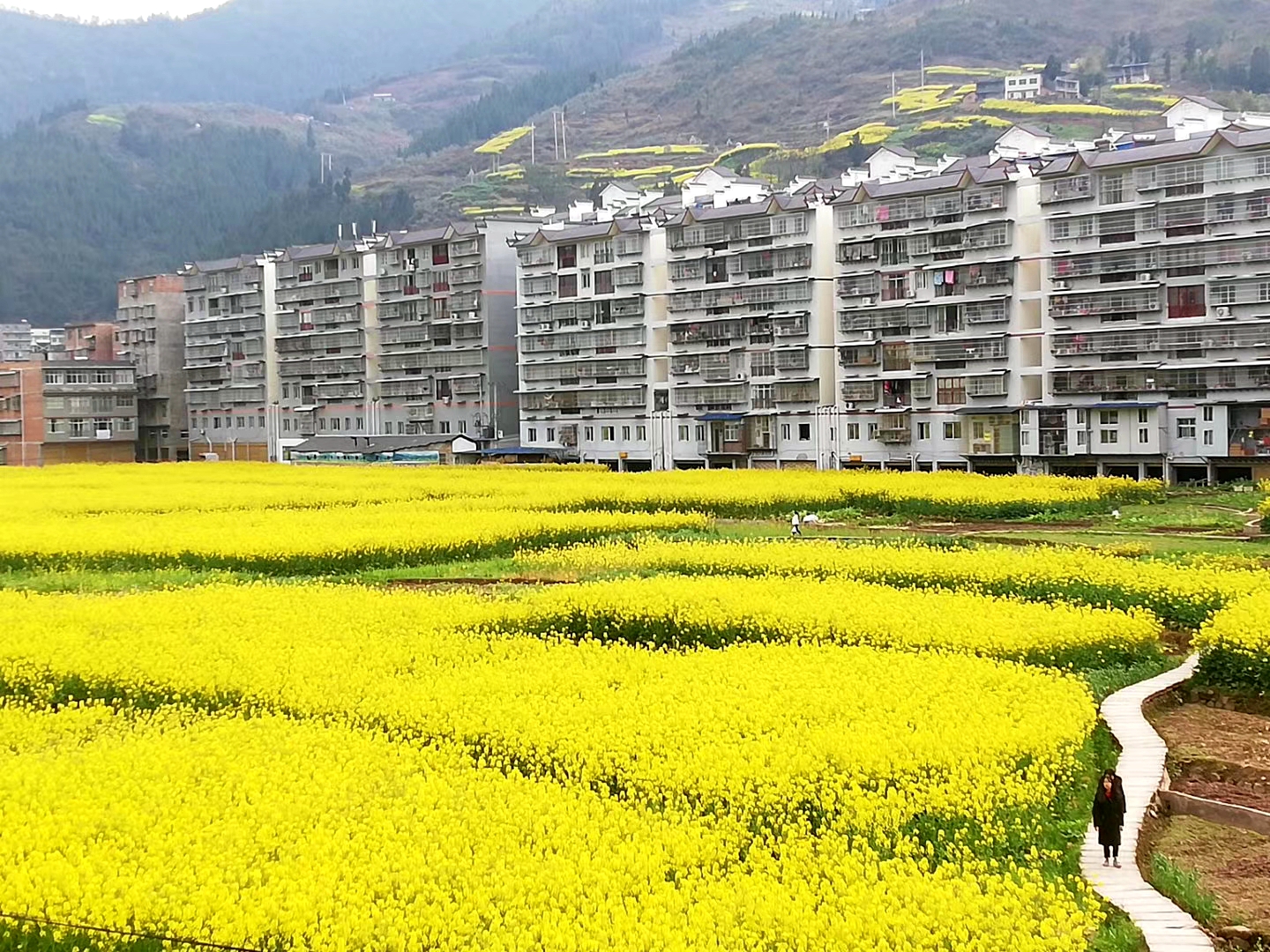 奉节县甲高镇,金黄色的油菜花让小镇格外温暖.胡君供图