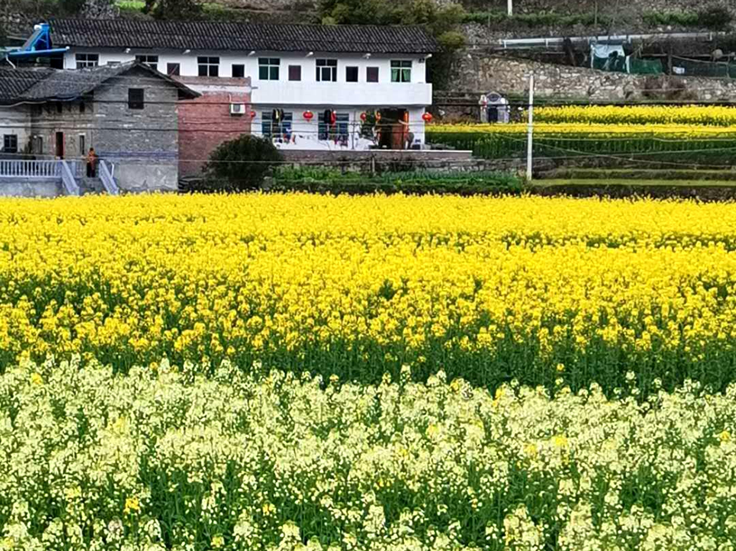 奉节县新民镇,远处农家依然挂着红灯笼,面朝花海,幸福生活.陈葱供图