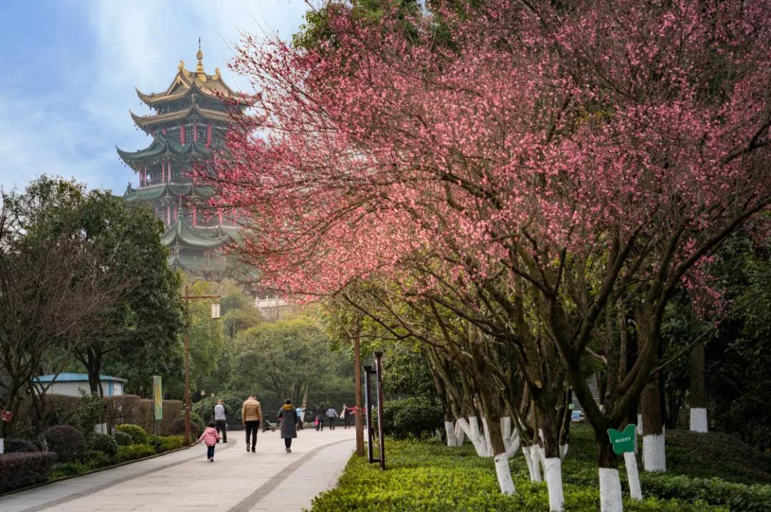 重庆江北:百花争艳处处春 缤纷江北步步景