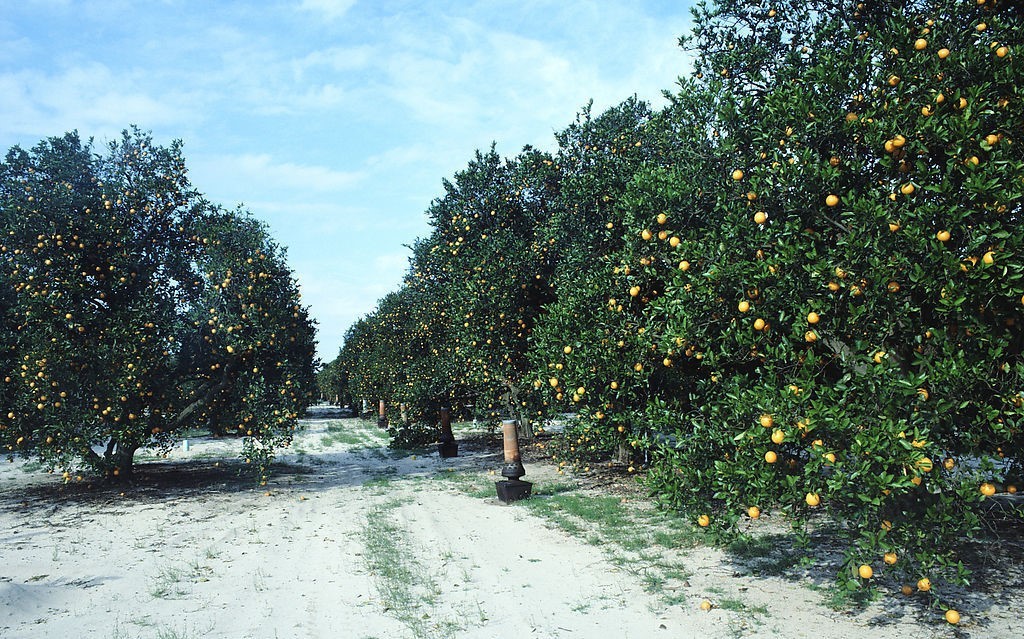 重庆南岸:柑橘优质高效栽培技术(二)柑橘园的建立