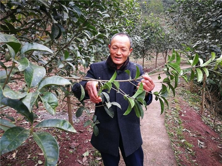 覃原正在給桂花樹造型.(銅梁區委宣傳部供圖)