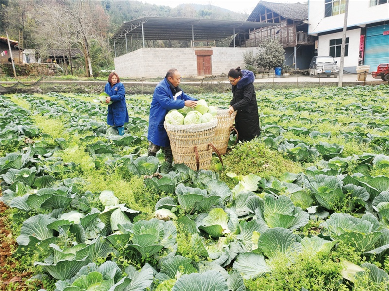 重庆彭水:蔬菜产业鼓起村民钱袋子