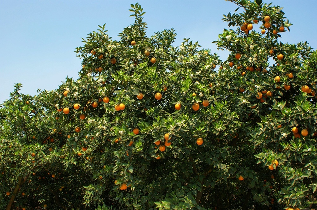 重庆南岸:柑橘优质高效栽培技术(六)柑橘树的整形修剪