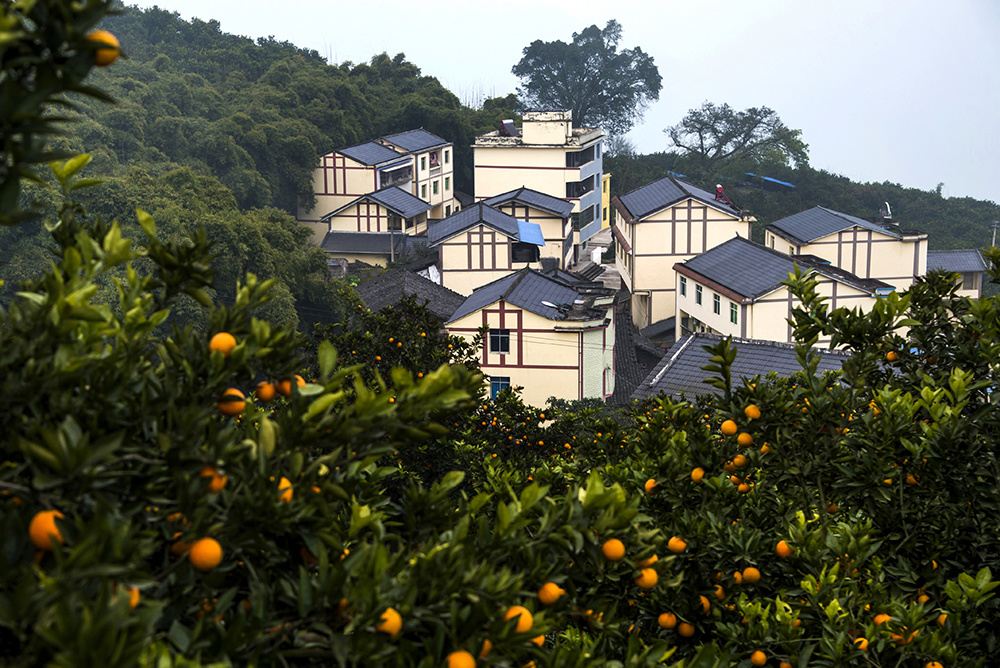 三峡库心·长江盆景 重庆忠县 库心十二景之三峡橘海景区